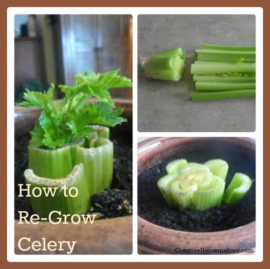 It's a process, but you can regrow celery from scraps!