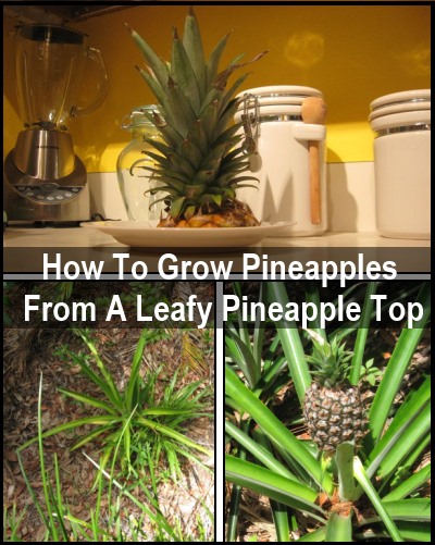 Really? You can grow a pineapple tree from the top of a pineapple?